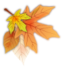 Autumn leaves